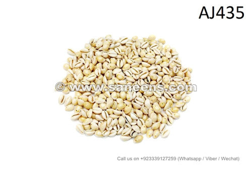 Cowrie Shells for Belly Dance Jewelry 1 KG