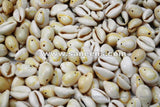 Cowrie Shells for Belly Dance Jewelry 1 KG