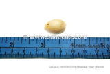 Cowrie Shells for Belly Dance Jewelry 1 KG