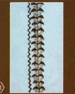 Elegant Afghan Gents Dress