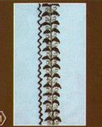 Elegant Afghan Gents Dress